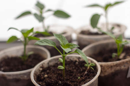 Seedlings.Young seedlings of Bulgarian pepper grow on the windowsill