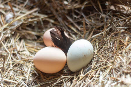 Chicken village eggs in a nest in the hay