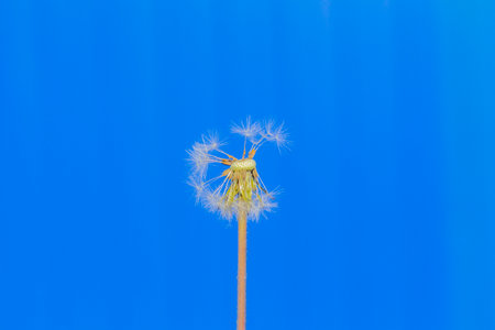 Dandelion with fallen seeds on a blue background, close-upの写真素材