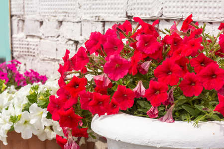 Beautiful lush bright petunias in a pot near a white brick wallの写真素材