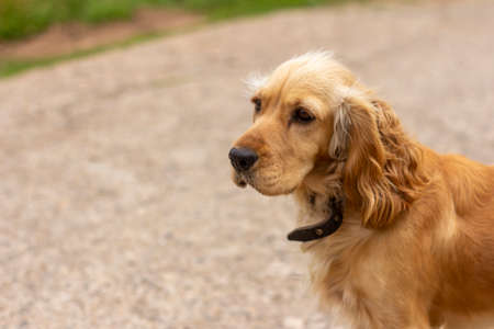 A sad spaniel dog is sitting on the road and waiting for its ownerの写真素材