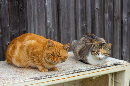 Two cats, a red and a gray, are sitting on the streetの写真素材