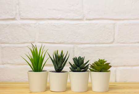 Indoor artificial plants, various succulents in pots. Succulents in white mini-pots. Ideas for home decoration.Copy of the spaceの写真素材
