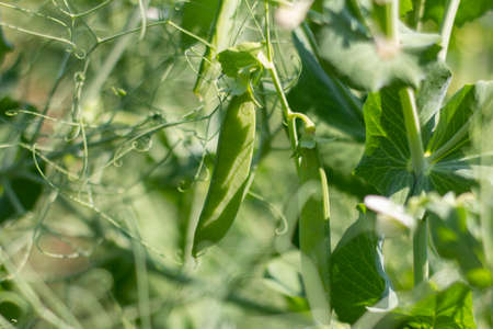 Young green peas grow in the garden