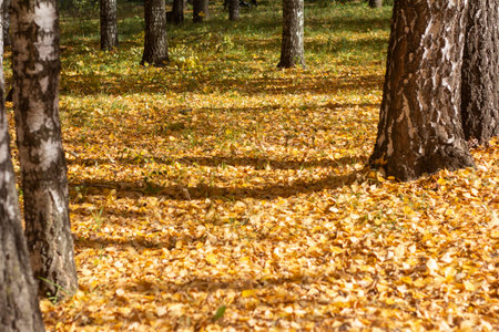 Autumn forest.Birch grove with fallen yellow leaves in October.Golden autumn