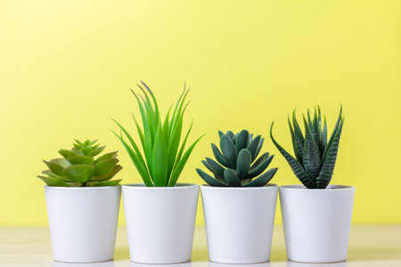Indoor artificial plants, various succulents in pots. Succulents in white mini-pots. Ideas for home decoration.Copy spaceの写真素材