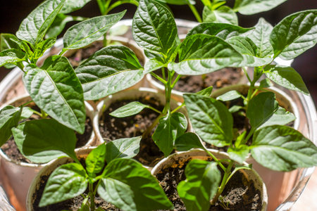 gardening, young seedlings, pepper sprouts in cups on the windowsillの写真素材