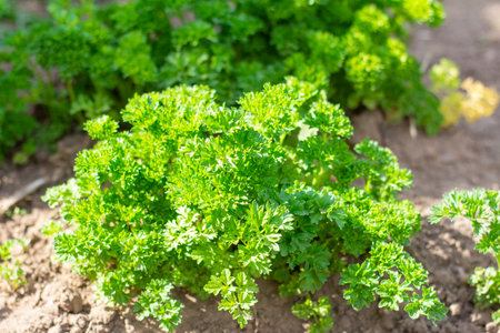 Bushes of fresh juicy parsley growing in the garden.. Curly parsleyの写真素材