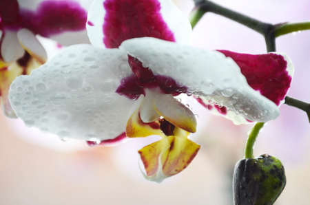 botanical floraの写真素材