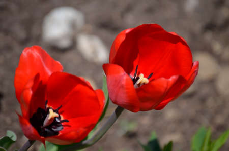 the bright red of blossoming tulips first flowers of springの写真素材