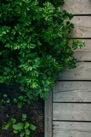 Garden detail in aerial view with bark compostの写真素材
