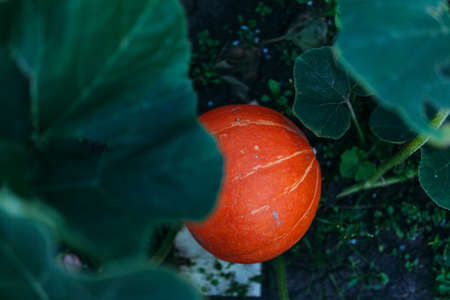 Big orange pumpkins growing in the garden bed