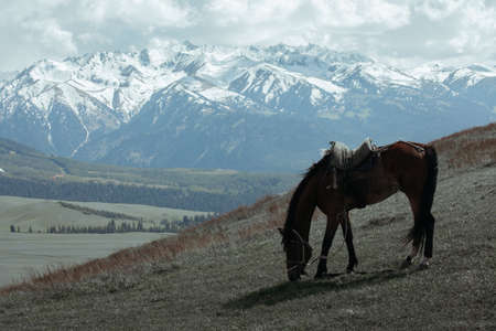 Horse on a field in the mountainsの写真素材