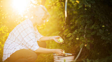 Woman washing an Apple under a stream of water in the garden on a blurry backgroundの写真素材