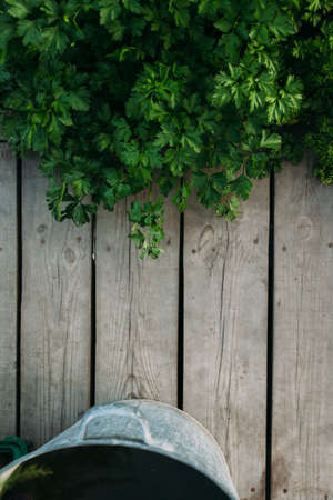 Garden detail in aerial view with bark compostの写真素材
