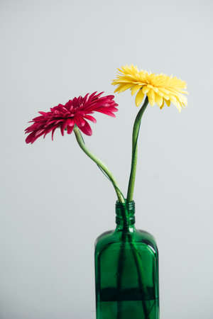 red and yellow gerbera on a white background