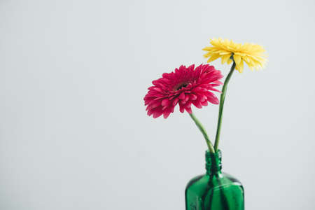 yellow and pink gerber on a white background