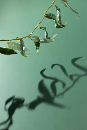 Creative layout made with natural dark green leaf with shadows. Flat lay. Nature concept.