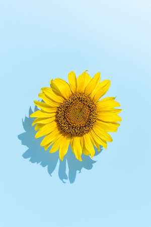 Sunflower head over blue background with summer shadow. Summer minimal concept. Flat lay.の写真素材