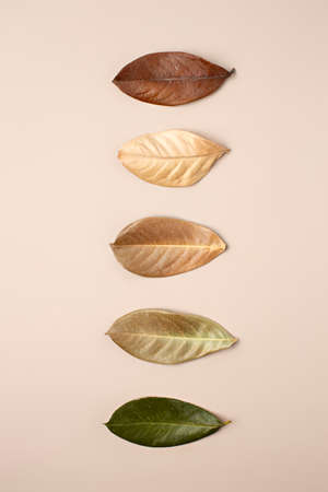 Creative layout of gradient pastel autumn leaves. Flat lay. Autumn season concept.の写真素材
