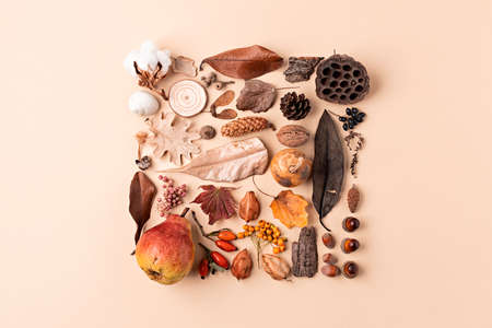 Creative layout made of autumn leaves, fruit and acorn with copy space. Fall nature concept. Flat lay.の写真素材