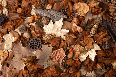 Autumn seasonal background frame with dry leaves. Minimal Fall concept. Flat lay.