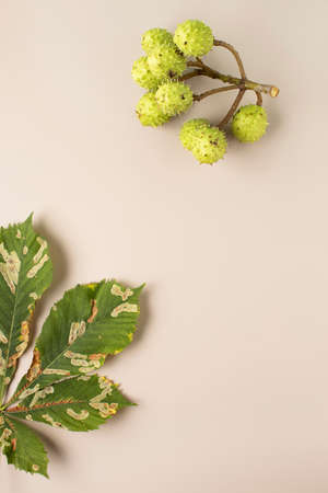 Autumn composition made with horse-chestnut fruits and leaves on pastel background. Minimal Fall...