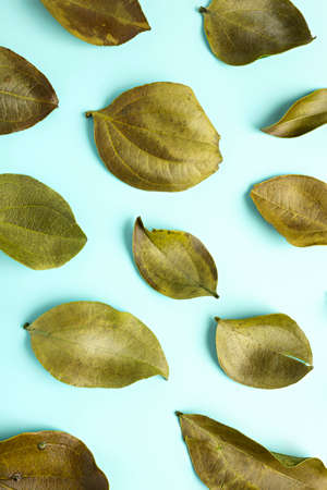 Fall pattern made of green leaves on pastel blue background. Minimal nature spring concept. Flat...