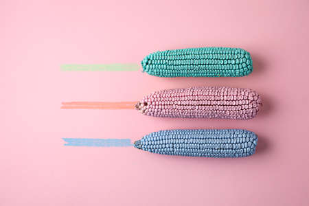 Creative Autumn layout made of colorful corn on pastel pink background. Fall, Thanksgiving day concept. Flat lay, top view, copy space.の写真素材