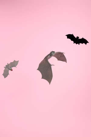 Contemporary layout made with flying bats on pink background. Minimal Halloween concept. Greeting...