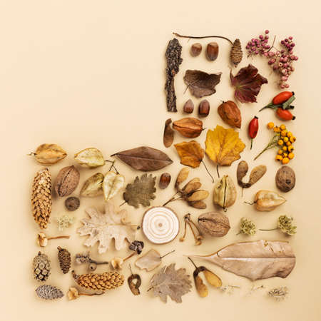 Autumn composition. Creative layout made of fall fruit and various dried leaves on pastel vanilla background. Autumn, fall concept. Flat lay, top view, copy space.の写真素材