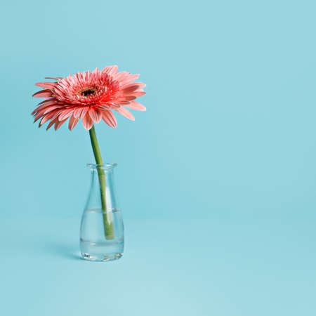 Gerbera flower in vase on pastel pink background. Minimal spring floral concept. Valentines day,...