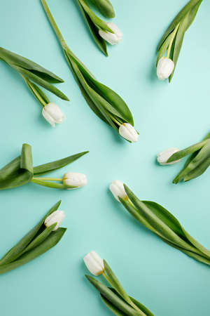 Spring floral composition made with fresh white tulips and petals on pastel blue background....