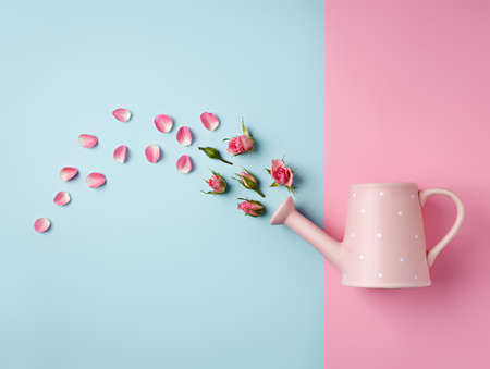 Garden watering can with rose petals and buds on dual tone pink and blue background. Creative spring bloom layout. Flat lay, top view, minimal style.の写真素材