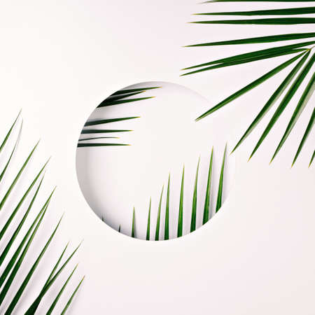 Tropical frame border made with palm leaves on bright background. Minimal geometrical natural...