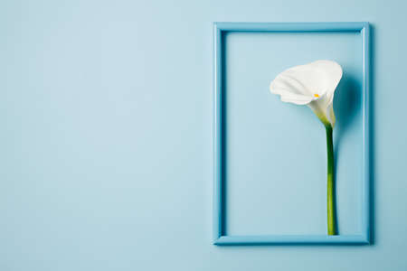 Calla lily flower in picture frame on pastel blue background. Minimal spring bloom concept. Floral layout with copy space for text. Flat lay, top view.の写真素材