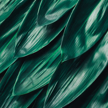 Tropical layout with green banana leaf close up. Minimal summer exotic concept. Creative natural texture pattern. Flat lay, top view.の写真素材