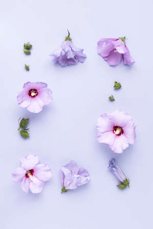 Floral border frame made with hibiscus flowers and leaves on violet background. Trendy creative spring bloom or wedding card concept with copy space. Flat lay, top view backdrop.の写真素材
