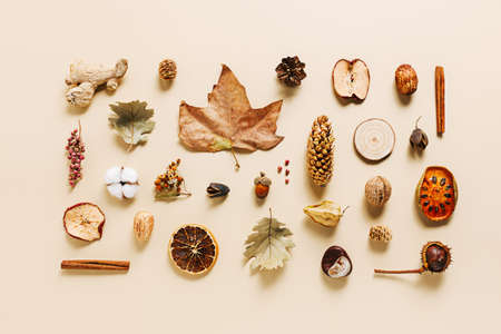 Collection of dry autumn fruitage and leaves isolated on a pastel beige background. Dry orange, apple, maple leaf, chestnut, nuts, and acorns. Creative fall season concept. Flat lay arrangement.の写真素材