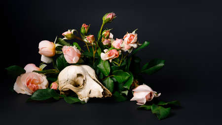 Animal skull with a romantic rose bouquet isolated on a black background. Scary romantic art composition. Creative Halloween or Day of the Dead concept. Witch ritual aesthetic.の写真素材