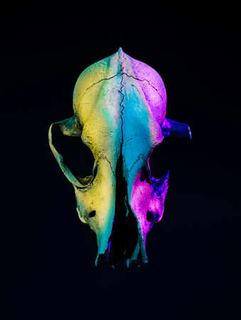 Fluorescent animal skull head isolated on a dark black background. Spooky and scary seasonal art. Creative Halloween party or Santa Muerte concept. Trendy vaporwave creative gradient.の写真素材