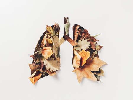 Human lungs made with fall dry leaves on white background. Minimal coronavirus or pneumonia concept. Green, world health or environment day and ecology concept. Autumn fashion minimal art. Flat lay.の写真素材