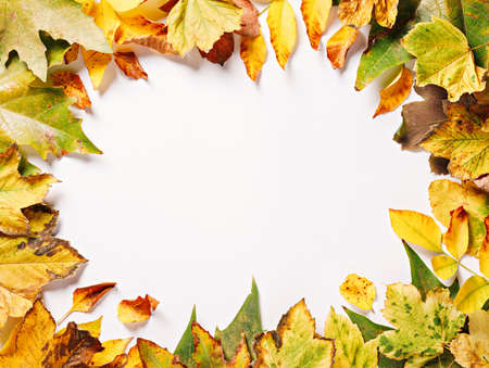 Frame of autumn leaves on white background. Flat lay, top view.