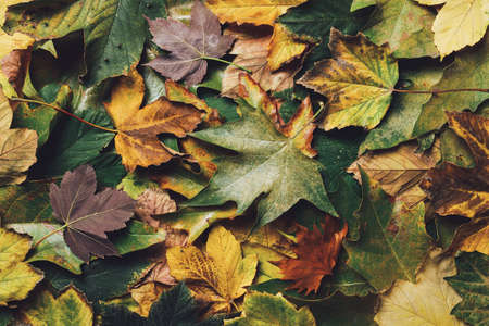 Composition of dry and fresh autumn leaves. Fall layout with various colored leaves. Creative natural, forest, and wood concept. Minimal seasonal texture. Flat lay.の写真素材