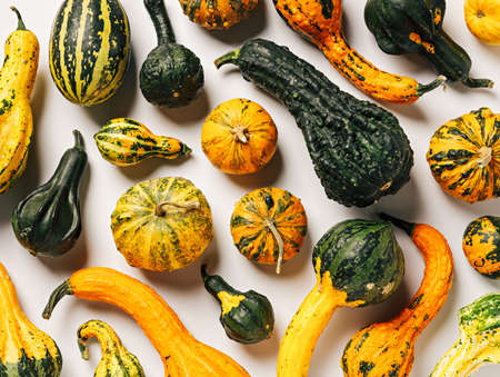 Fall pattern composition with many pumpkins and gourds on bright white background. Creative autumn composition. Minimal vegetable food texture. Flat lay.の写真素材