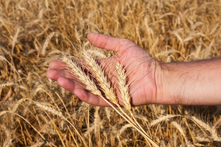 farmer holding a three spikelets of wheat against the background of the fieldの写真素材