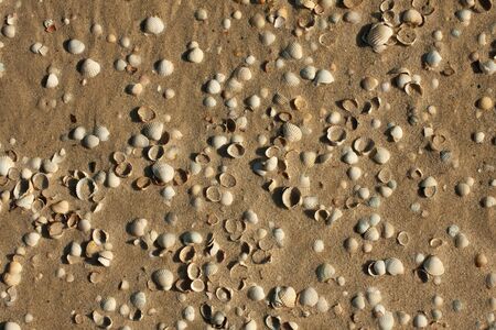 Seashells in the sand , background