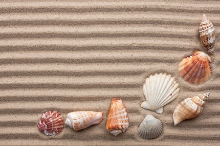 Seashells amid undulating sand as backgroundの写真素材