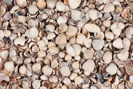 sea shells, background, can be used as a texture
