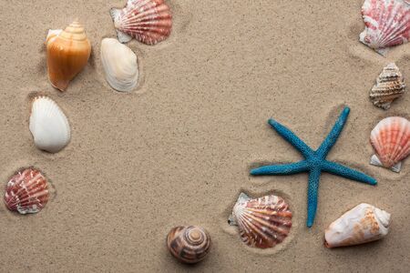 Sea shells on sand as background 